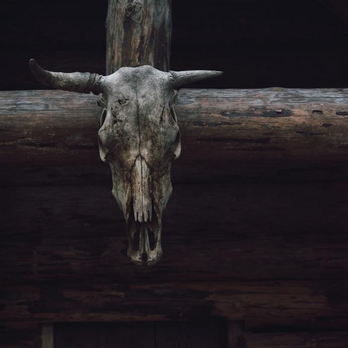 brown animal skull